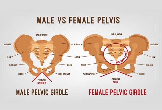 The male and female pelvis have obvious differences.