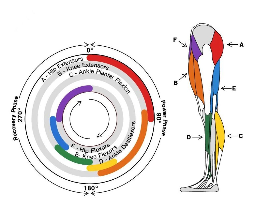 Mountain biking does strengthen all muscles but the muscles of the lower body provide more power for propelling the bike forwards.