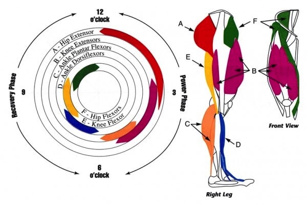 When mountain biking the bike is propelled forward by the different muscles of the legs that activate during the different stages of the rotation of the pedals.