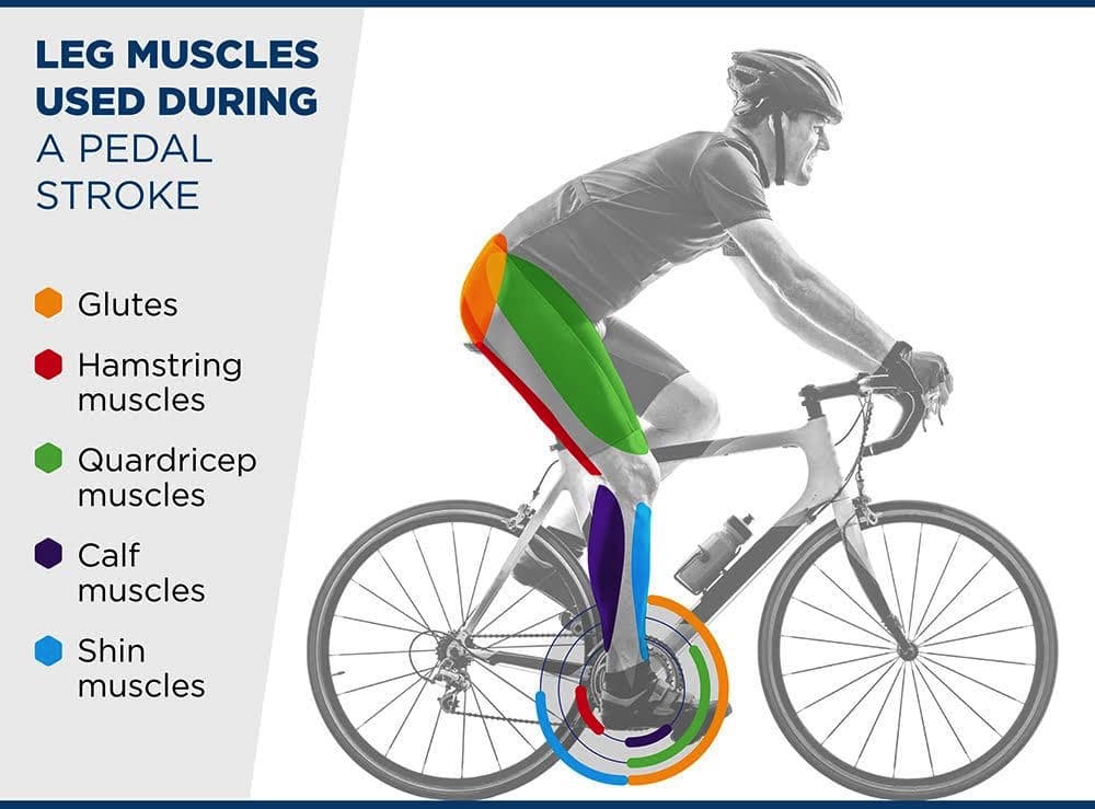 Can cycling online build leg muscles