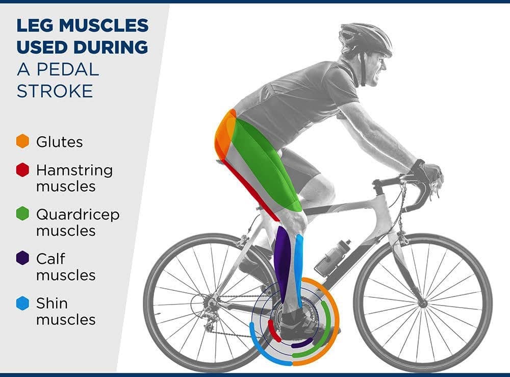 When mountain biking all muscle groups work but it is the lower body muscles that will build and tone the most.