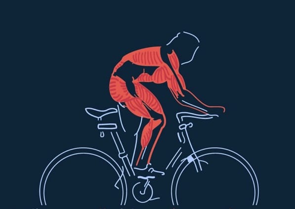 Mountain biking is a very effective full-body workout as all the muscle groups are engaged and used.